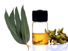 Nilgiri (Eucalyptus) Oil